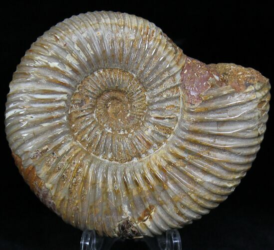 Perisphinctes Ammonite - Jurassic #22825